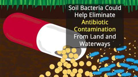 Hungry Bacteria Clean Up Environmental Antibiotic Contamination