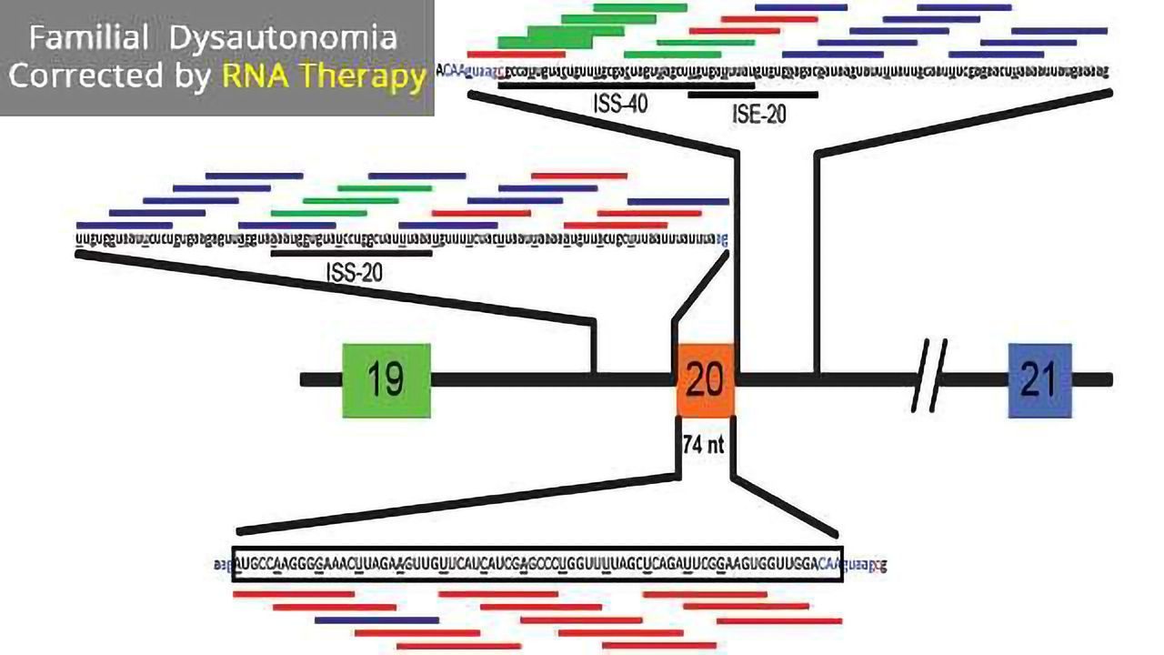 Therapeutic RNA Corrects Neurodegenerative Disorder