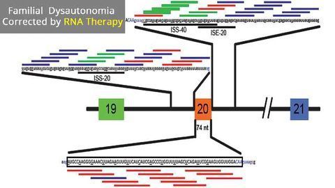 Therapeutic RNA Corrects Neurodegenerative Disorder