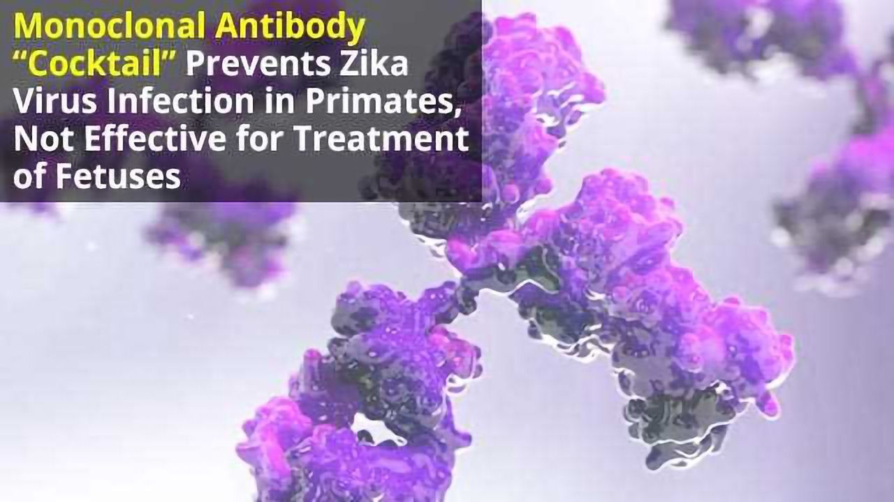 Antibody ‘Cocktail’ That Prevents Zika Infection Not Effective for Fetuses