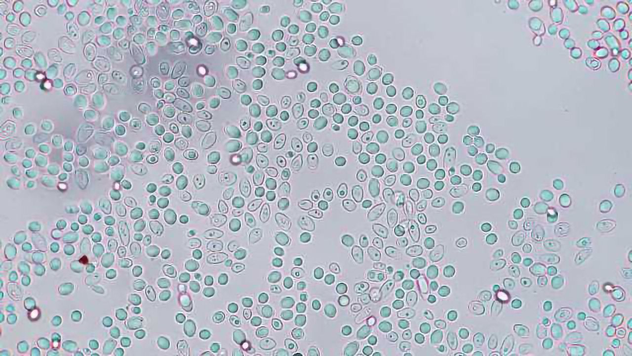 Tracking the Heritability of Cell Stress