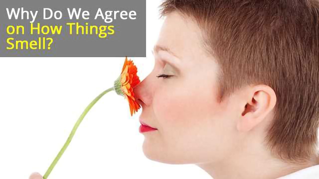 Odor Perception on the Two Sides of the Brain