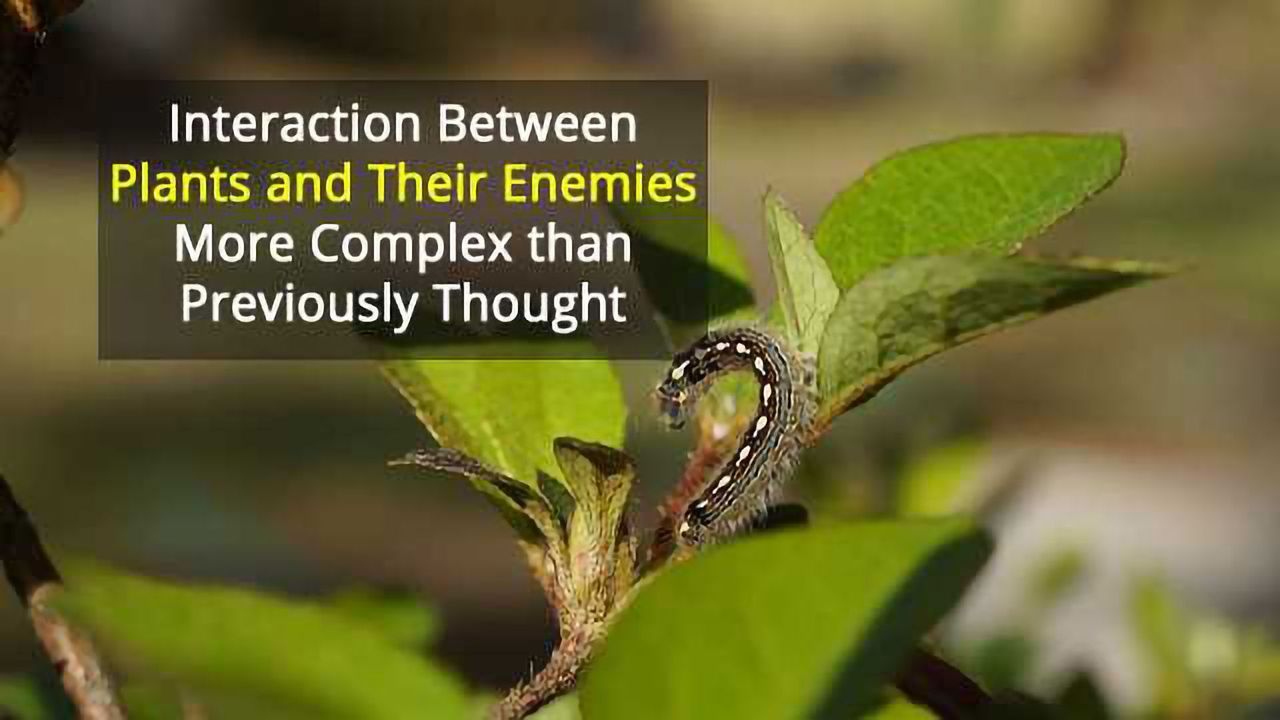 Virus Inhibits Immune Response of Caterpillars and Plants