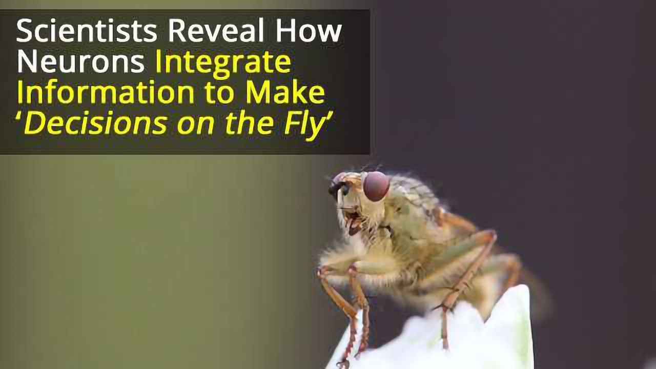 Drosophila Decision-Making Determined by Dendritic Integration