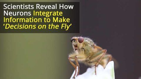 Drosophila Decision-Making Determined by Dendritic Integration