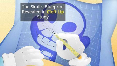 Facial Blueprint Study Suggests Epigenomic DNA is Responsible for Cleft Lip