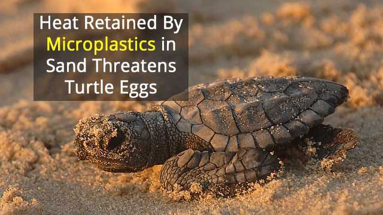 Microplastic Pollution Threatens Sea Turtle Nesting