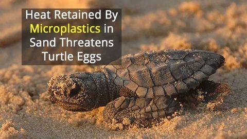 Microplastic Pollution Threatens Sea Turtle Nesting