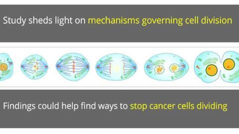 New Understanding of How Cells Divide