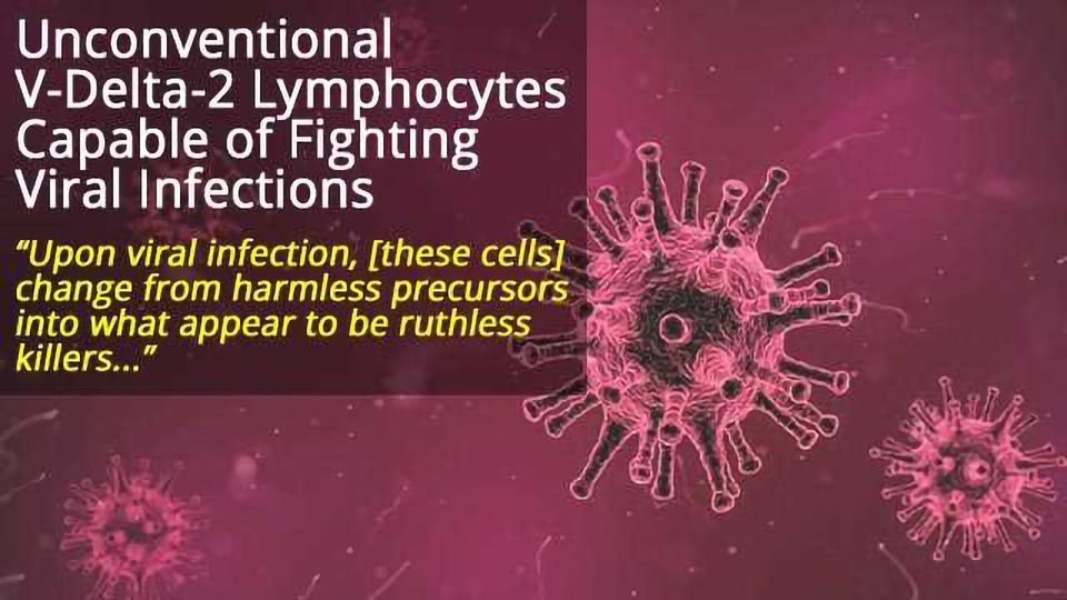 Unconventional Type of Immune Cell Capable of Fighting Viral Infections