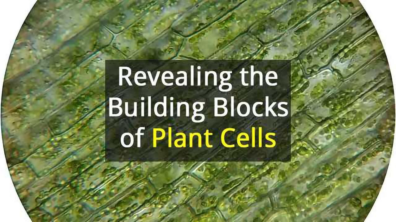 Molecular Machinery that Builds Plant Cell Wall Components Revealed