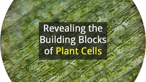 Molecular Machinery that Builds Plant Cell Wall Components Revealed