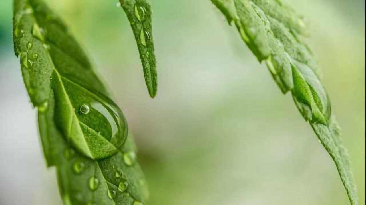 Determining the Quality of High Purity Cannabidiol Isolates