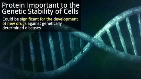 'Stability Protein' Could Help Development of Cancer Drugs