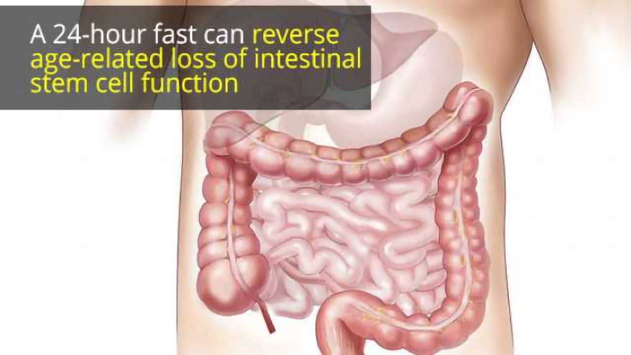 Fasting Boosts Stem Cells’ Regenerative Capacity