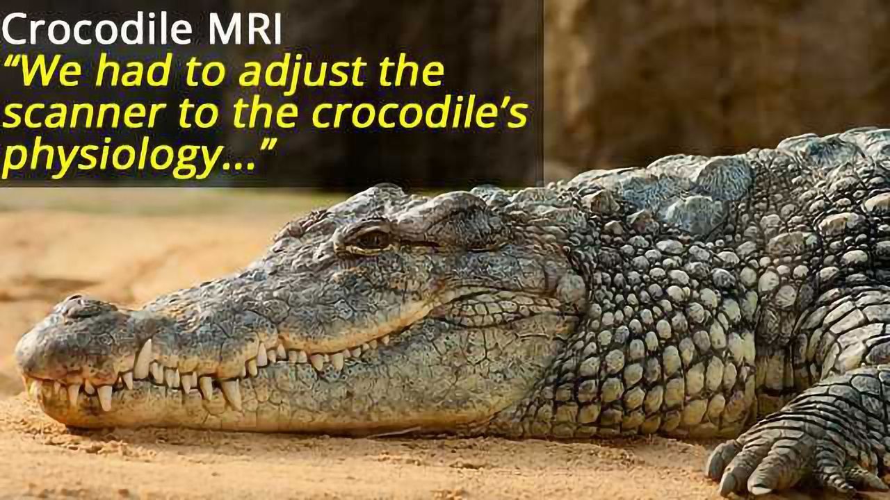 Crocodiles Listen to Classical Music in MRI Scanner