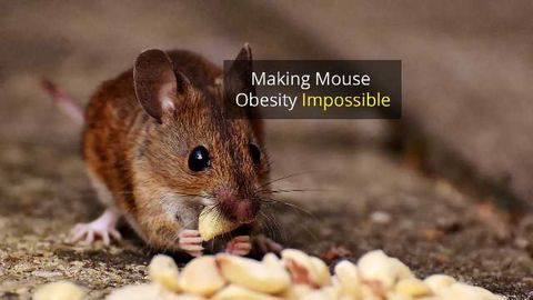 Gene Change Prevents Obesity in Mice Fed "Burgers and Pizza" Diet