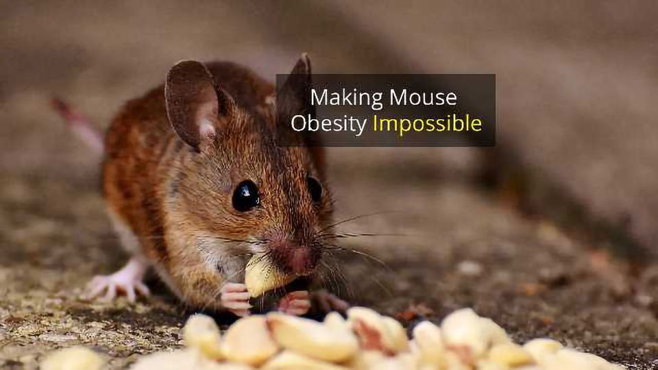 Gene Change Prevents Obesity in Mice Fed "Burgers and Pizza" Diet  content piece image