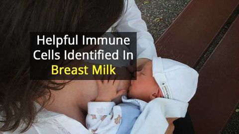 SWAT Team of Immune Cells Found in Mother’s Milk