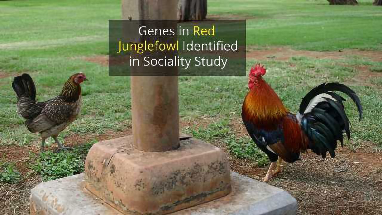 The Genes That Help Chickens Party