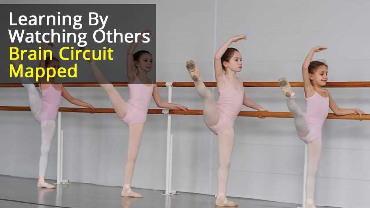 Do As Others Do: Brain circuit helps us learn by watching others