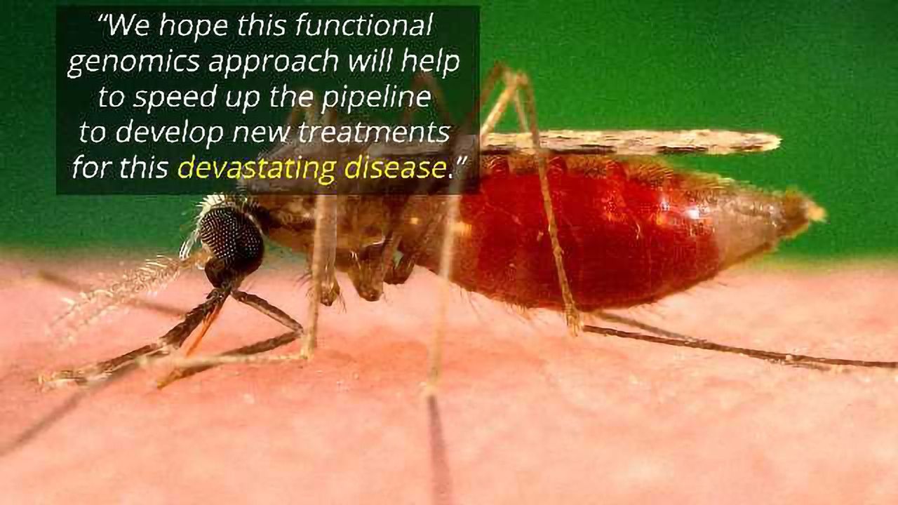 Deadliest Malaria Parasite Genes are Revealed