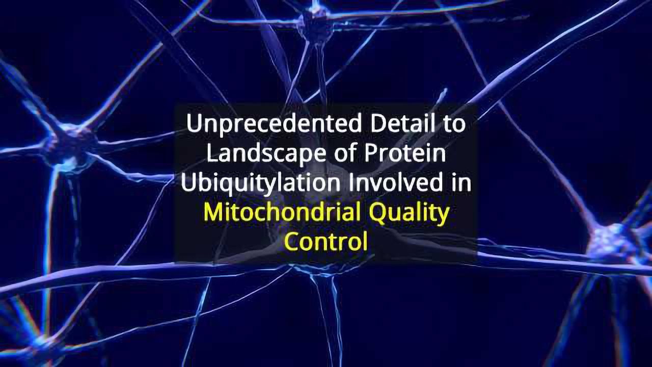Digital Snapshots’ Reveal Proteins Involved in Mitochondrial Quality Control