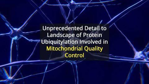 Digital Snapshots’ Reveal Proteins Involved in Mitochondrial Quality Control