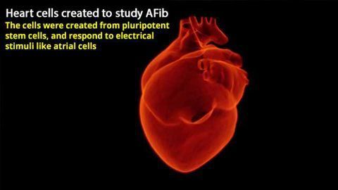 Atrial Cells Created from Stem Cells