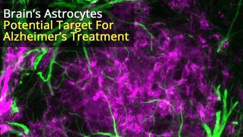 Targeting Astrocytes Might Help to Alleviate Symptoms of Disease
