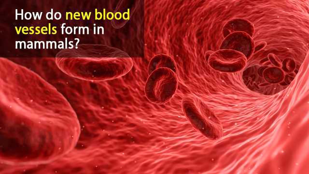 New Insights into Blood Vessel Growth