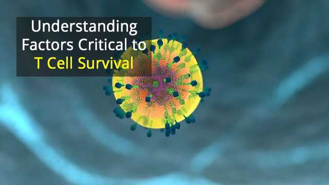 Nuclear Pore Functions are Essential for T Cell Survival