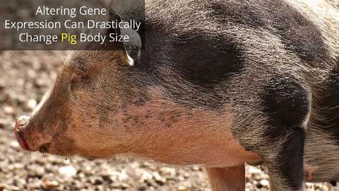 DNA Dial Makes Pigs Big (or Small)