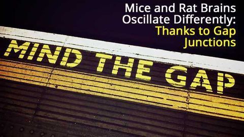 Mind the Gap: Mice and Rats rely on different synaptic connections in their hypothalamus