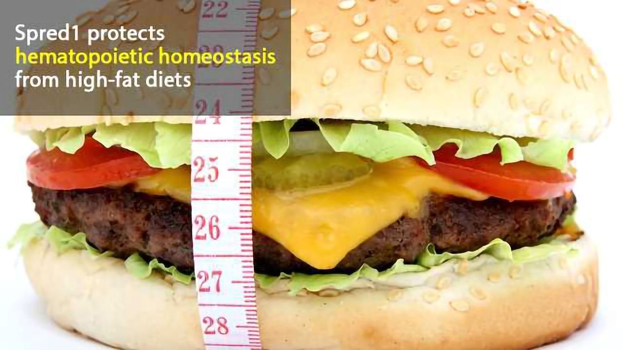 Molecule that Supports Blood-cell Production Under Dietary Stress is Identified