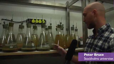 How to Deal With the Baltic Sea's Contamination