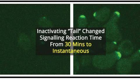 Uncovering a Hidden Protein 'Tail' that Puts the Brakes on Cell Signalling