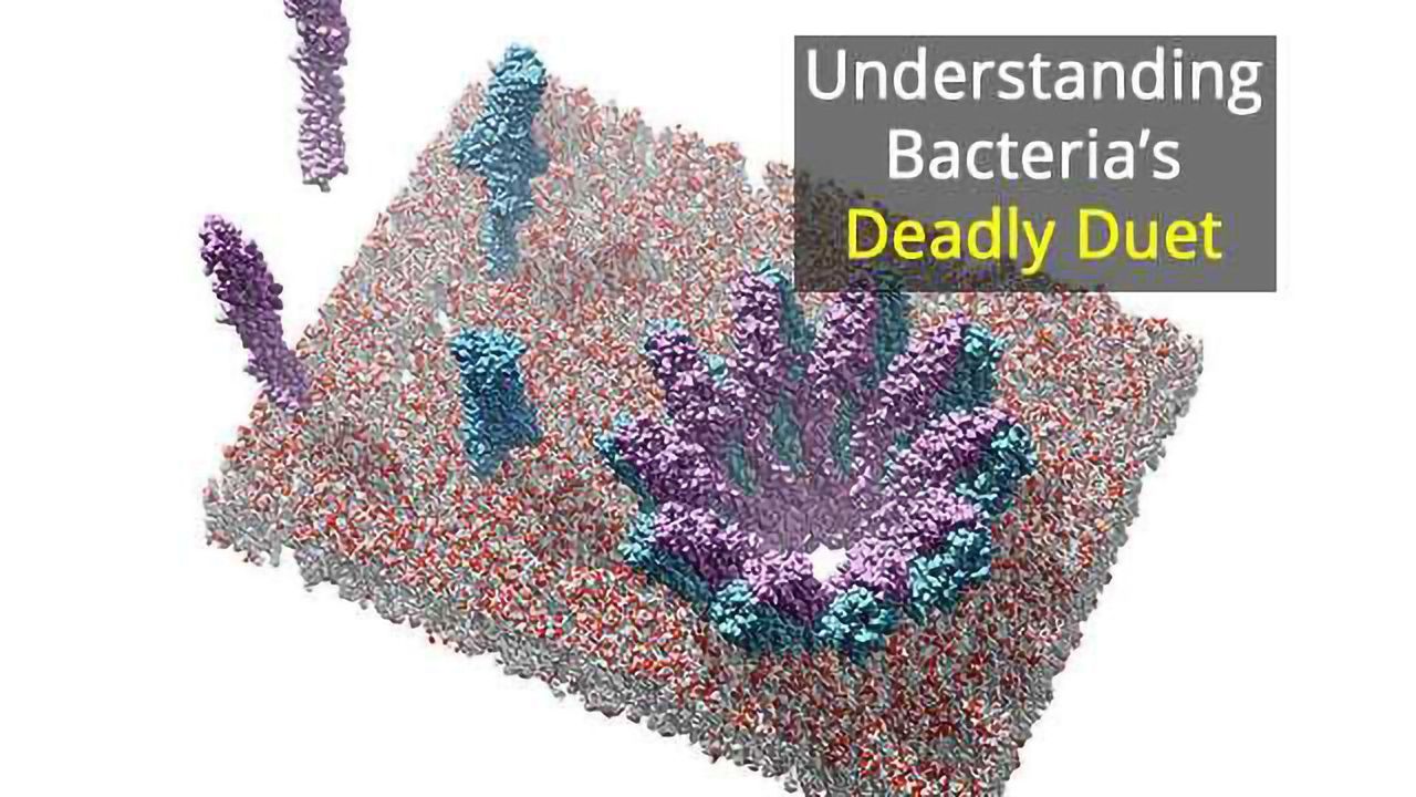 Unravelling Pore-Forming Bacterial Toxins