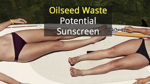 Oilseed Crop’s Waste Product Yields Sun Protection