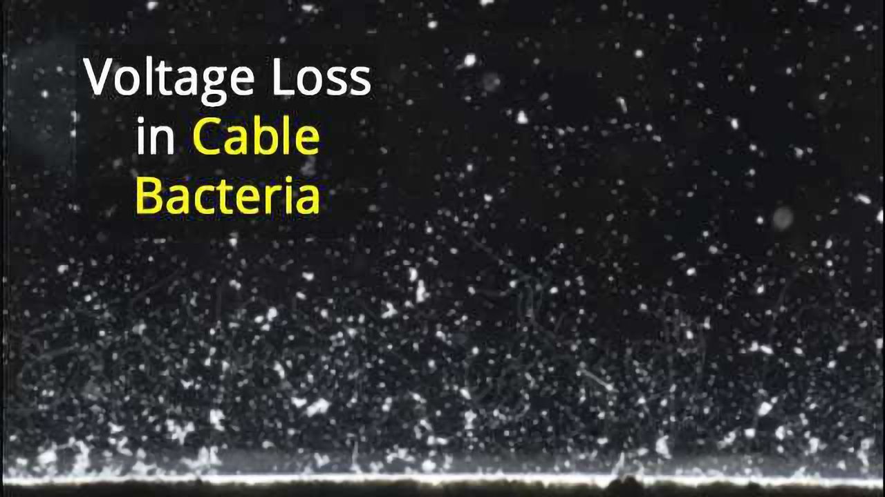 Spectroscopy Sheds Light on Current Conducting Bacteria