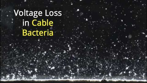 Spectroscopy Sheds Light on Current Conducting Bacteria