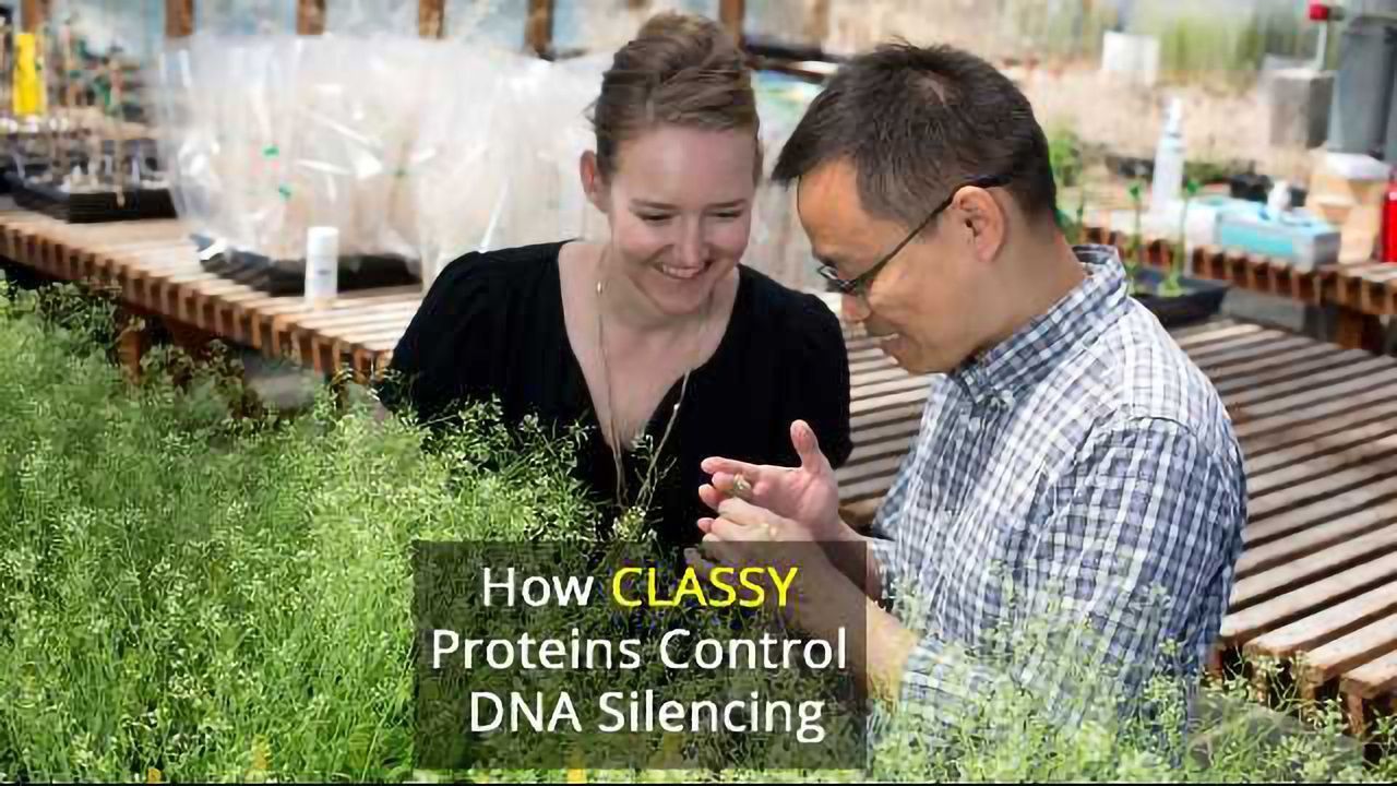 CLASSY Study Shows How Cells Label DNA "Do Not Use"