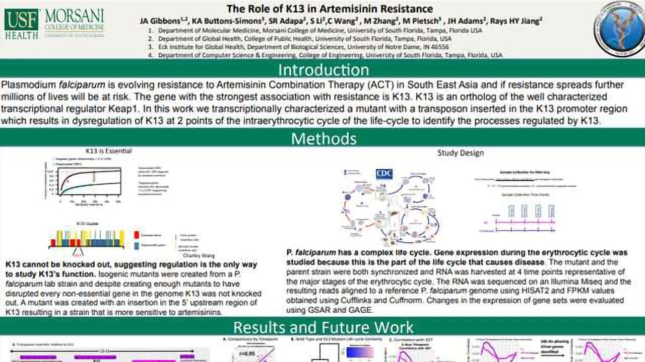 The Role of K13 in Artemisinin Resistance