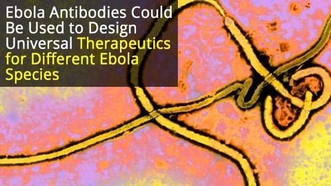Breakthrough Could Help Design a Universal Ebola Therapeutic