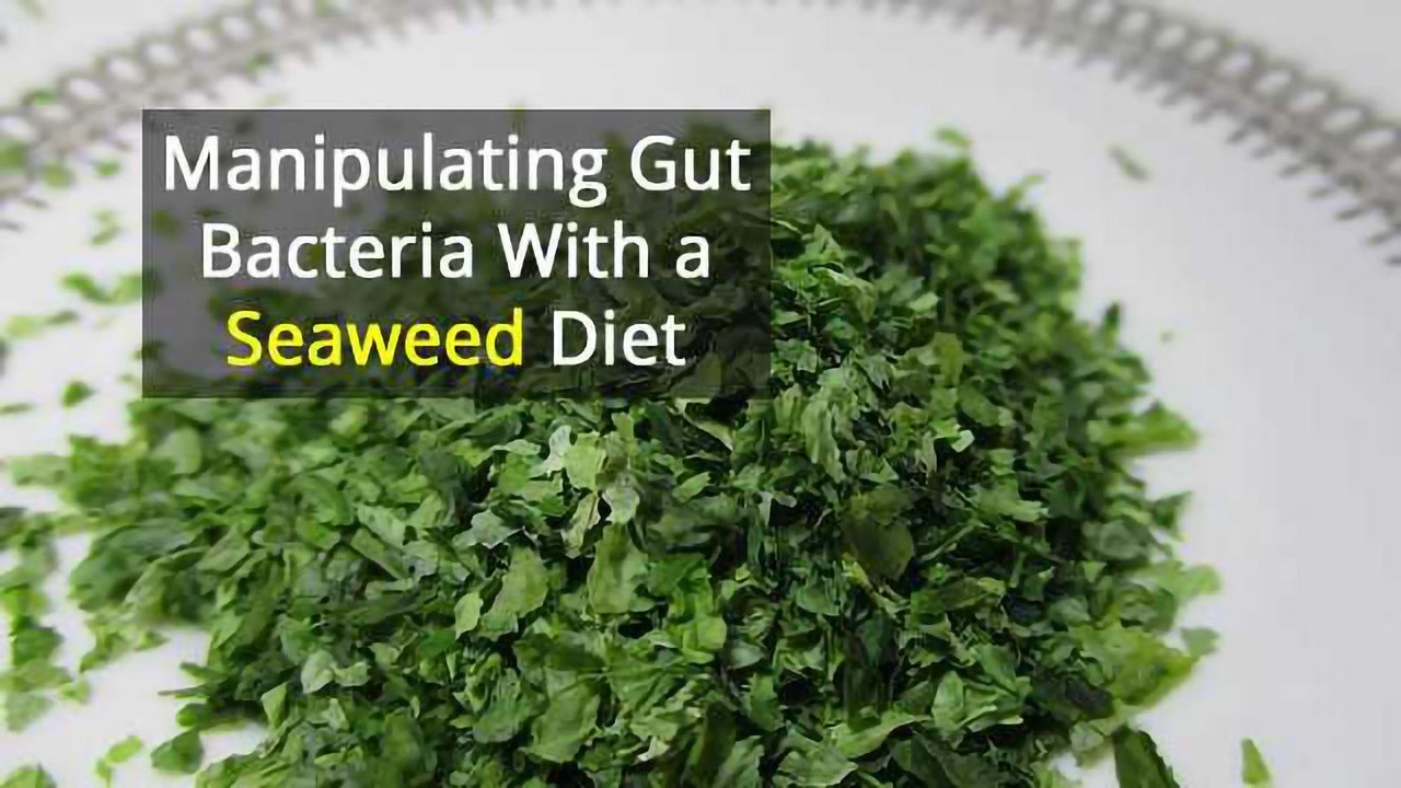 Scientists Use Dietary Seaweed to Manipulate Gut Bacteria in Mice
