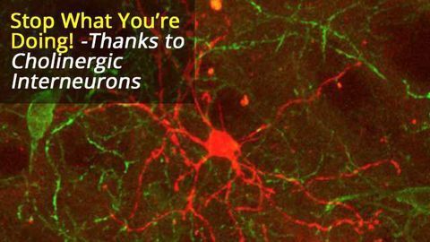 A Vital Pause: Neurons in the Brain’s Striatum May Help Regulate Response to Unexpected Stimuli