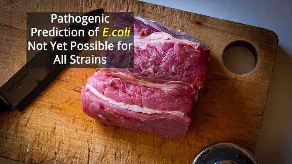 Shiga ToxinProducing E. coli Found in Food Technology Networks