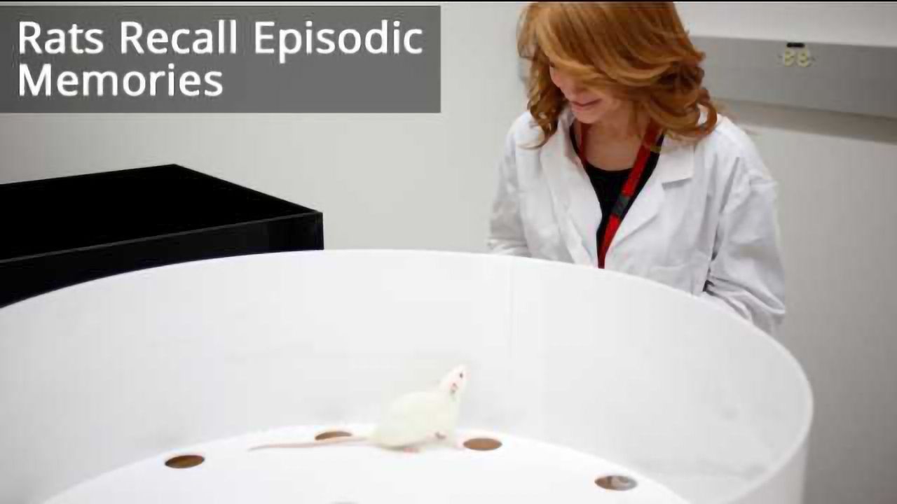 Scientists Find First Evidence Animals Can Mentally Replay Memories
