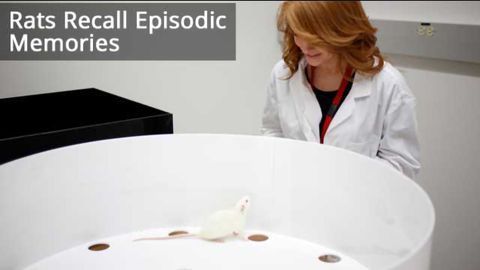 Scientists Find First Evidence Animals Can Mentally Replay Memories