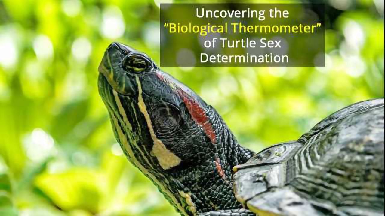 Why Baby Turtles Turn out Male When the Heat Is Turned Down